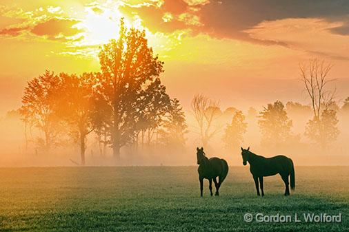 Two Horses In Misty Sunrise_28026.jpg - Photographed near Smiths Falls, Ontario, Canada.